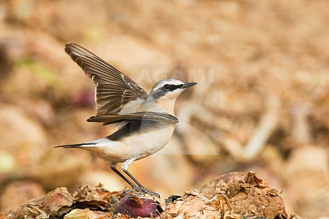 Tapuit, Northern Wheatear, Oenanthe oenanthe stock-image by Agami/Marc Guyt,
