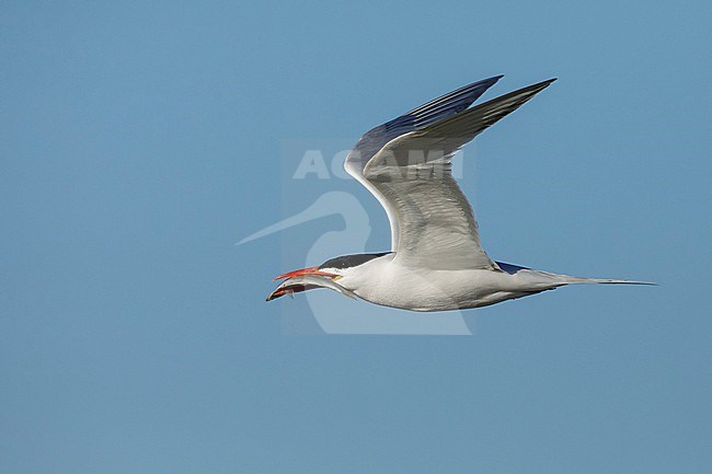 Adult breeding
Galveston Co., TX
April 2018 stock-image by Agami/Brian E Small,