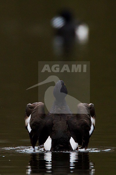 Kuifeend strekt vleugels; Tufted Duck stretching wings stock-image by Agami/Menno van Duijn,