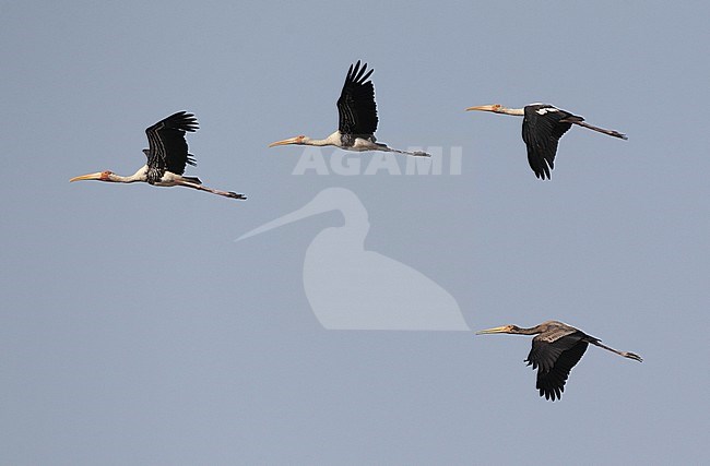 Three adults and one immature Painted Stork (Mycteria leucocephala) in flight over at Pak Thale in Thailand. stock-image by Agami/Helge Sorensen,