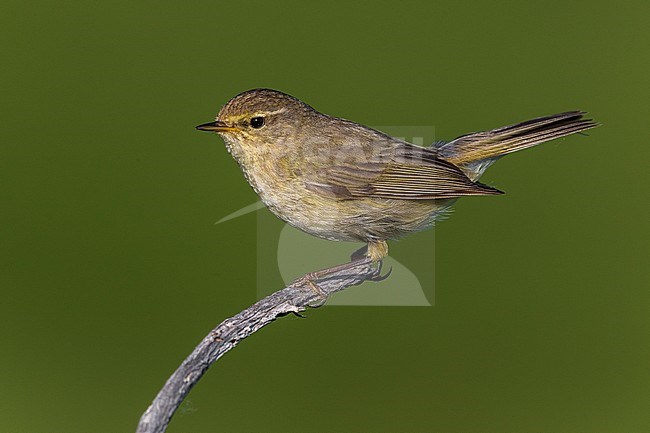 Tjiftjaf, Common Chiffchaff stock-image by Agami/Daniele Occhiato,