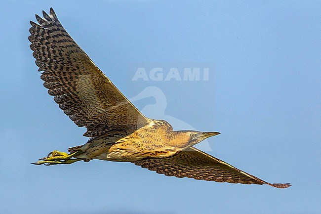 Great Bittern (Botaurus stellaris) in flight in Italy. Seen from the side, showing under wing pattern. stock-image by Agami/Daniele Occhiato,