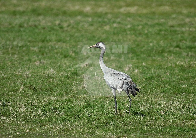 Second winter Common Crane (Grus grus) standing and seen from the side. stock-image by Agami/Fred Visscher,