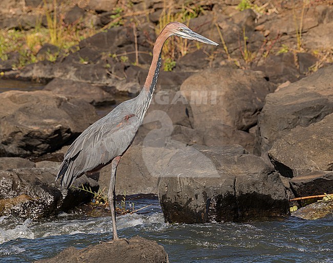 Adult Goliath Heron, Ardea goliath, in South Africa. stock-image by Agami/Pete Morris,