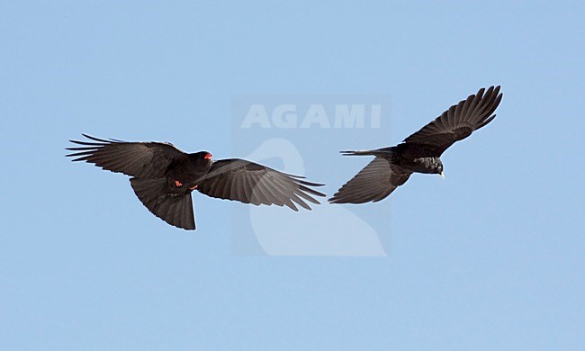 Alpenkraai in de vlucht met jong; Red-billed Chough in flight with young stock-image by Agami/Markus Varesvuo,