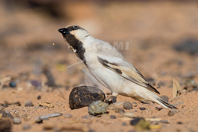 Desert Sparrow (Passer simplex saharae), adult male crushing some food stock-image by Agami/Saverio Gatto,