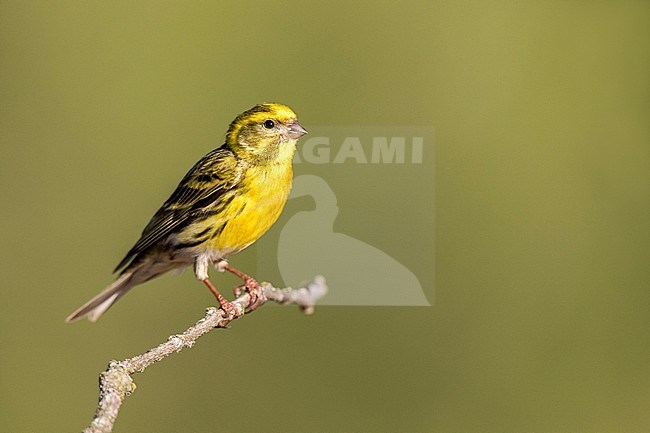 European Serin (Serinus serinus) in Spain. Adult male perched on a twig against a greenish background. stock-image by Agami/Oscar Díez,