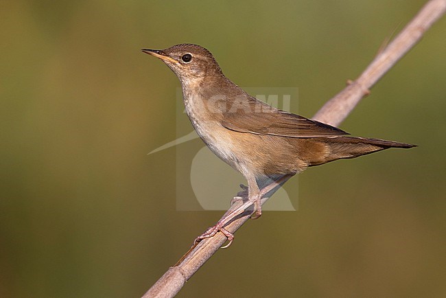 Savi's Warbler (Locustella luscinioides) in Italy. stock-image by Agami/Daniele Occhiato,