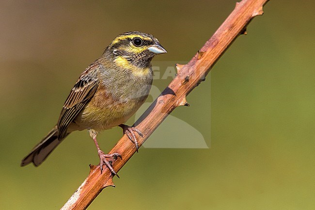 Cirl Gors; Cirl Bunting; Emberiza cirlus stock-image by Agami/Daniele Occhiato,