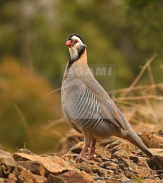 Arabian Partridge (Alectoris melanocephala) at Raidah Reserve, Asir Mountains, Saudi Arabia. stock-image by Agami/Eduard Sangster,