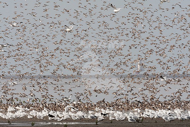 Grote groepen vogels in Westhoek; Bird flocks at Westhoek stock-image by Agami/Marc Guyt,