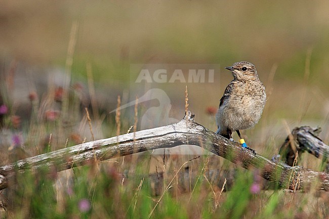 Tapuit geringd; Northern Wheatear banded stock-image by Agami/Harvey van Diek,