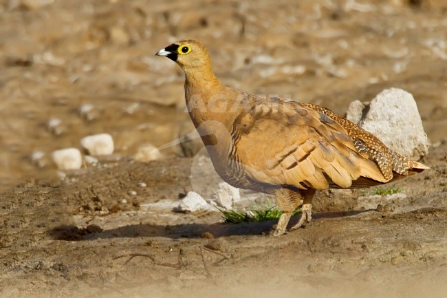 Madagaskarzandhoen, Madagascar Sandgrouse stock-image by Agami/Dubi Shapiro,