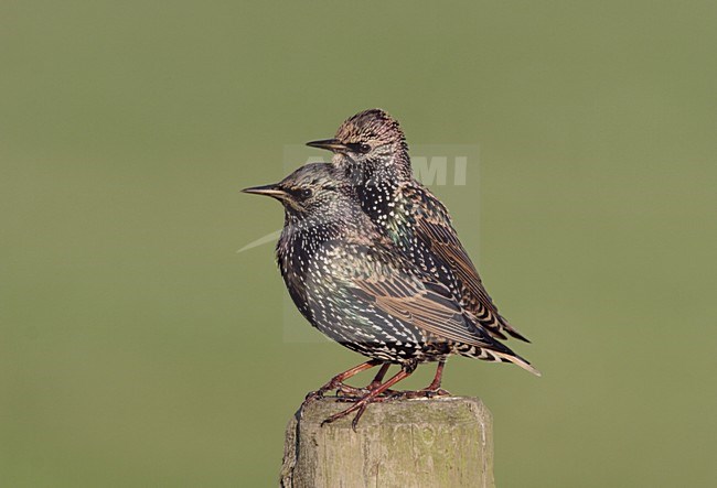 Spreeuwen zittend op een hek; Common Starlings perched on a fench stock-image by Agami/Reint Jakob Schut,