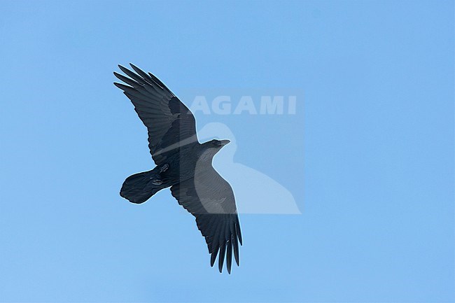 Common Raven, Raaf, Corvus corax ssp. corax, Austria stock-image by Agami/Ralph Martin,