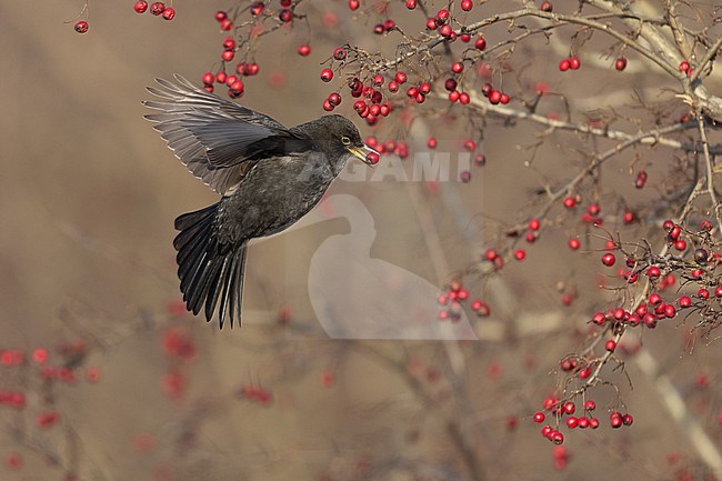 First-winter male Common Blackbird (Turdus merula) catching a berry on the wing at Rudersdal, Denmark stock-image by Agami/Helge Sorensen,