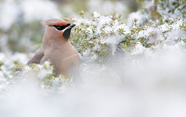 Bohemian Waxwing (Bombycilla garrulus) in the snow, Utö Finland January 2016 stock-image by Agami/Markus Varesvuo,