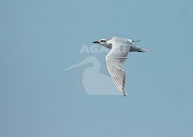 Fourth-year Gull-billed Tern (Gelochelidon nilotica) in flight, showing upper wing, in the Netherlands stock-image by Agami/Fred Visscher,