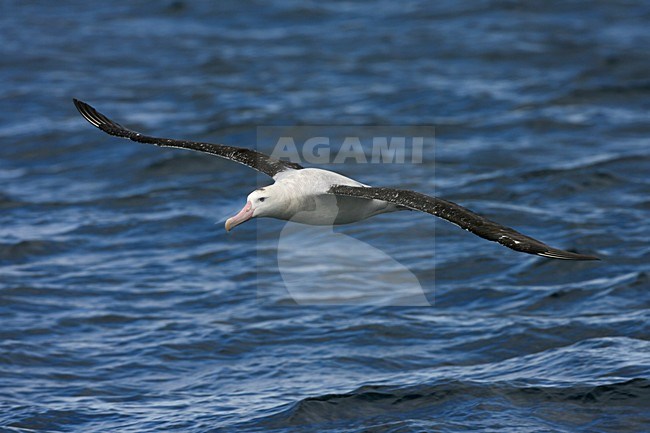 Tristanalbatros in vlucht; Tristan Albatros in flight stock-image by Agami/Marc Guyt,