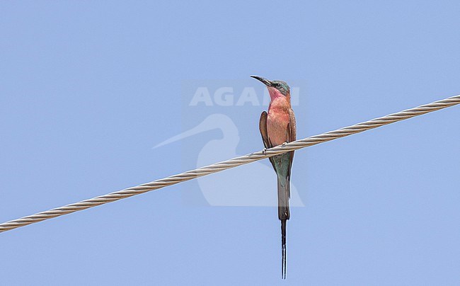 Southern Carmine Bee-eater (Merops rubicoides) in Botswana. stock-image by Agami/Ian Davies,