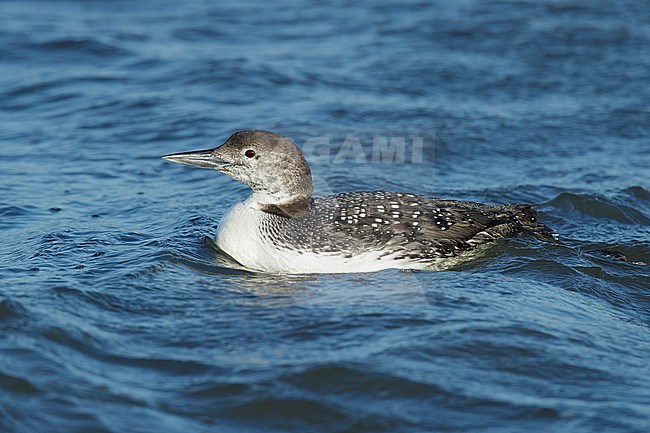 Adult Great Northern Diver (Gavia immer) in transition to breeding plumage.
Ocean Co., N.J.
March 2017 stock-image by Agami/Brian E Small,