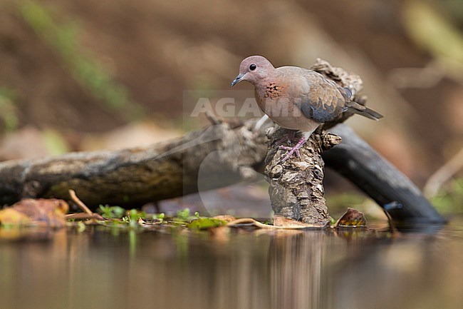 Laughing Dove - Palmtaube - Streptopelia senegalensis ssp. cambayensis, Turkey, adult stock-image by Agami/Ralph Martin,