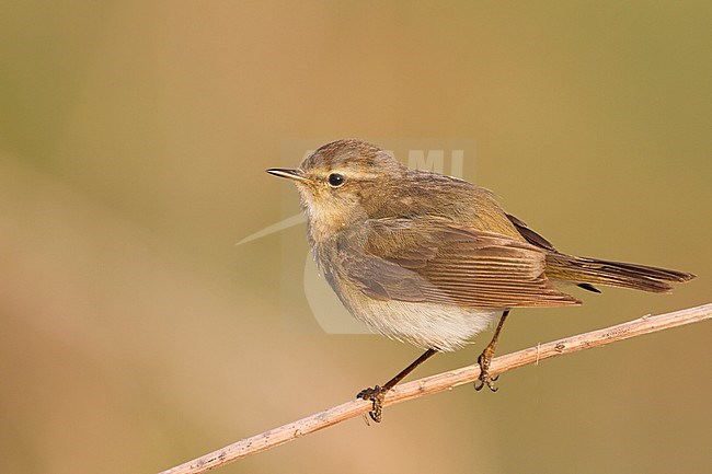 Common Chiffchaff - Zilpzalp - Phylloscopus collybita ssp. collybita, Germany stock-image by Agami/Ralph Martin,