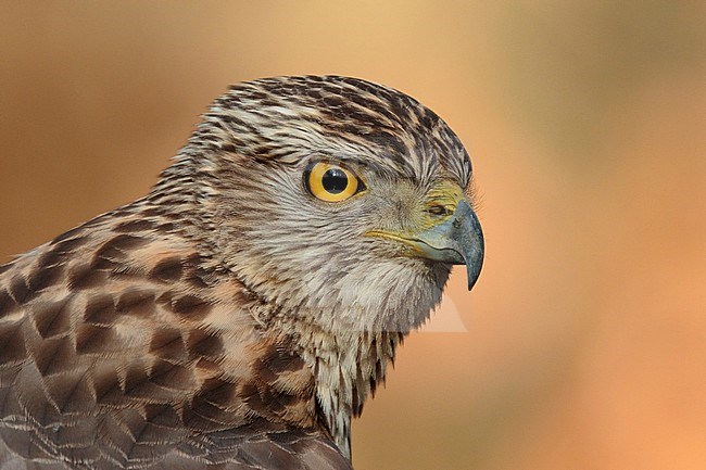 havik portret jong; northern goshawk juvenile portret stock-image by Agami/Walter Soestbergen,