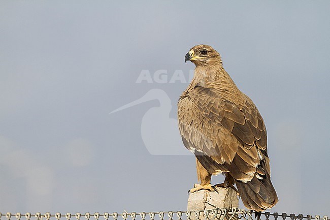 Steppe Eagle - Steppenadler - Aquila nipalensis, Oman, 2nd cy stock-image by Agami/Ralph Martin,