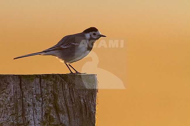 Adult White Wagtail (Motacilla alba) standing on a wooden pole with backlight. stock-image by Agami/Menno van Duijn,