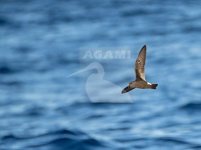 Monteiro's Storm Petrel, Oceanodroma monteiroi, in flight off the island Graciosa in the Azores, Portugal. Also known as Hydrobates monteiroi. stock-image by Agami/Pete Morris,