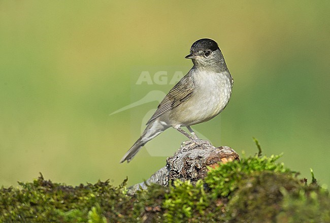 Male Eurasian Blackcap stock-image by Agami/Alain Ghignone,