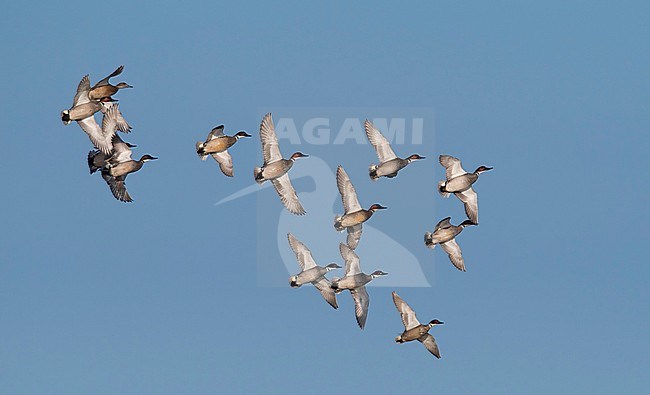 A flock of Falcated Ducks (Mareca falcata) in flight (males and a female), seen below. Mongolia stock-image by Agami/Markku Rantala,