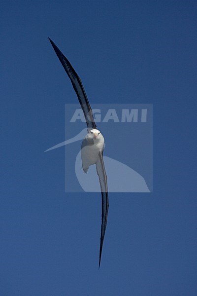 Adult Black-browed Albatross flying above open ocean against blue sky; volwassen Wenkbrauwalbatros vliegend boven de oceaan tegen blauwe lucht stock-image by Agami/Marc Guyt,