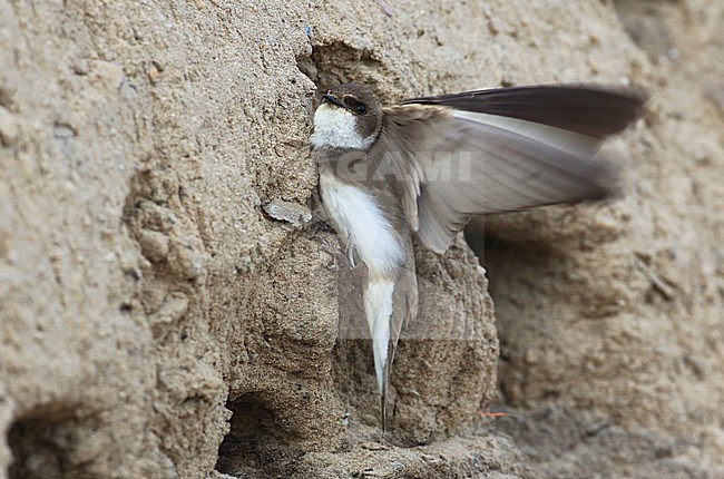 Oeverzwaluw zittend voor nest ingang; Sandmartin sitting in front of nest stock-image by Agami/Jacques van der Neut,