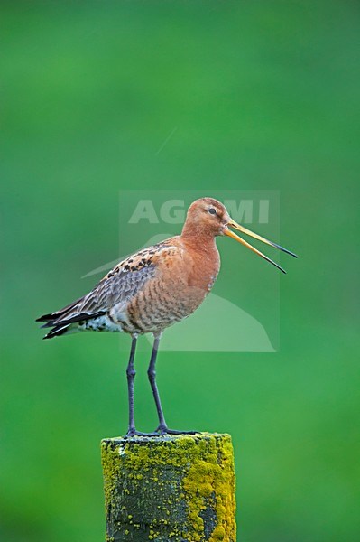 Black-tailed Godwit calling on pole; Grutto roepend op paal stock-image by Agami/Markus Varesvuo,