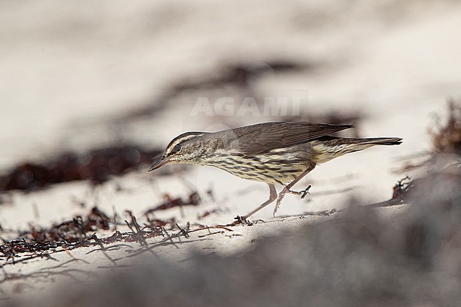 Northern Waterthrush (Parkesia noveboracensis) walking on the beach at Dry Tortugas, USA stock-image by Agami/Helge Sorensen,