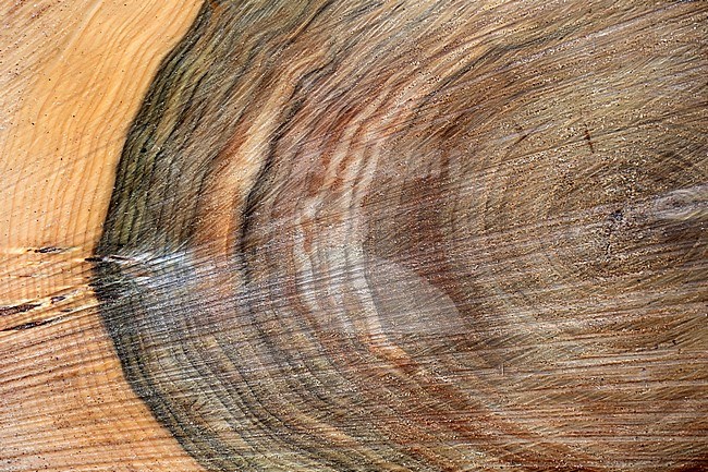 Jaarringen vertellen iets over de ouderdom van de omgezaagde boom Annual rings tell something about the age of the felled tree stock-image by Agami/Jacques van der Neut,