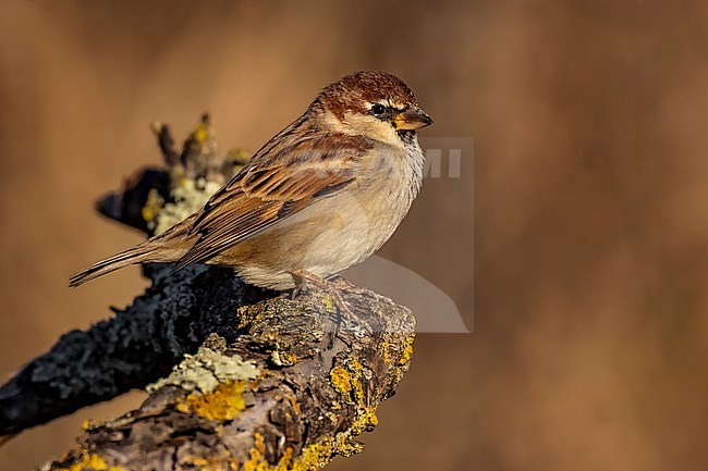 Male Italian Sparrow (Passer italiae) in Italy. stock-image by Agami/Daniele Occhiato,