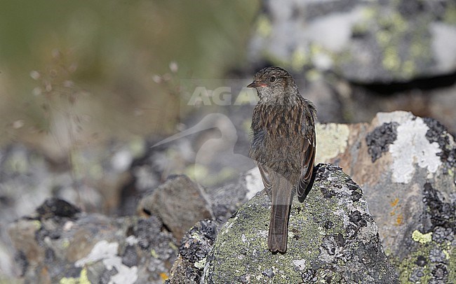 Iberian Dunnock (Prunella modularis mabbotti) juvenile perched at a rock in the Cantabrian Mountains, Castillia y Leon, Spain stock-image by Agami/Helge Sorensen,