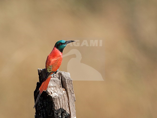 Noordelijke Karmijnrode Bijeneter op houten paal, Northern Carmine Bee-eater at pole stock-image by Agami/Wil Leurs,