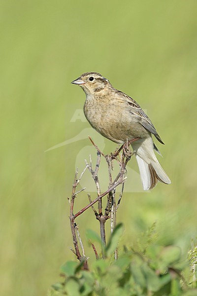 Adult female Chestnut-collared Longspur, Calcarius ornatus
Kidder Co., ND stock-image by Agami/Brian E Small,