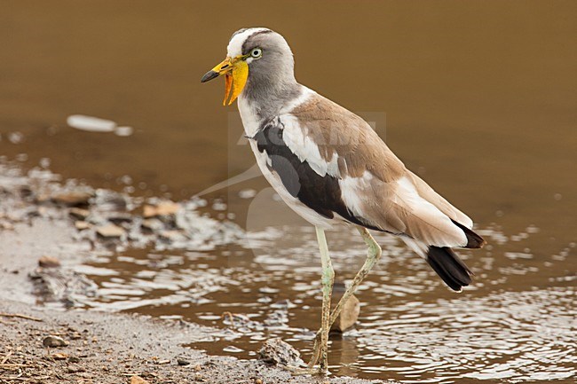 White-crowned Lapwing (Vanellus albiceps) in South Africa. stock-image by Agami/Wil Leurs,