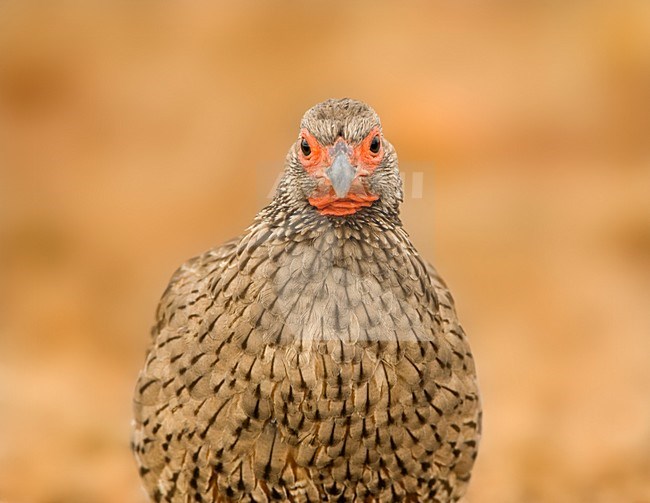 Swainsons Frankolijn, Swainson's Spurfowl, Pternistis swainsonii stock-image by Agami/Marc Guyt,