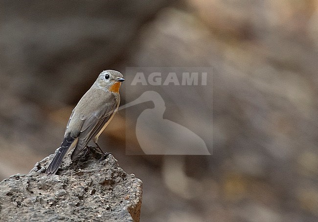 Second-winter male Taiga Flycatcher (Ficedula albicilla) wintering in Thailand. Perched on a rock, seen on the back. stock-image by Agami/Edwin Winkel,