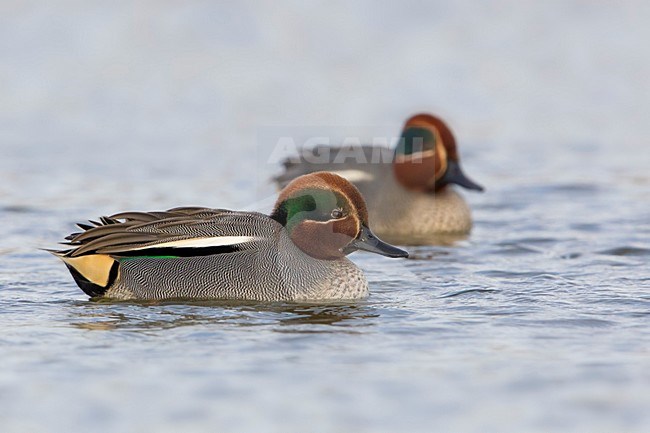 Alzavola; Common Teal; Anas crecca stock-image by Agami/Daniele Occhiato,