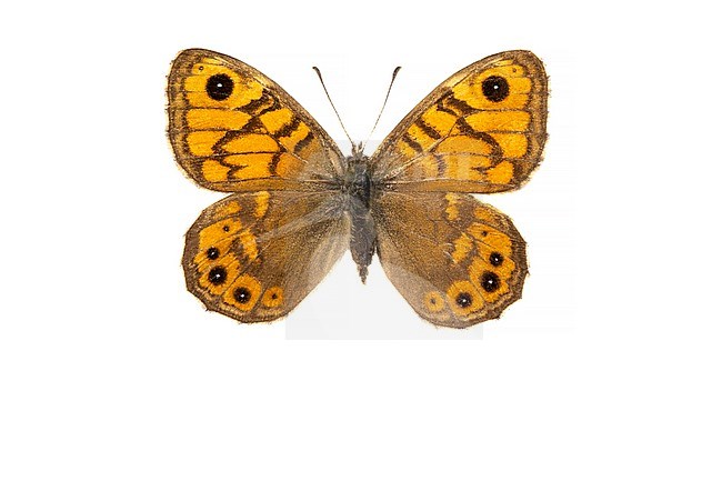Wall Brown, Argusvlinder, Lasiommata megera stock-image by Agami/Wil Leurs,