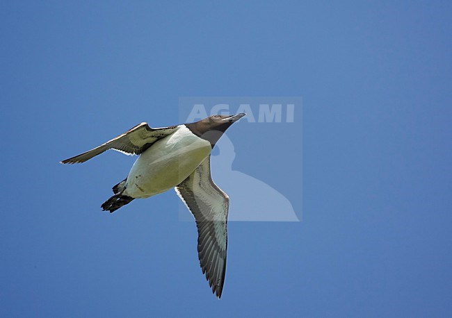 BrÃ¼nnichs Murre adult flying;Kortbekzeekoet volwassen vliegend stock-image by Agami/Markus Varesvuo,