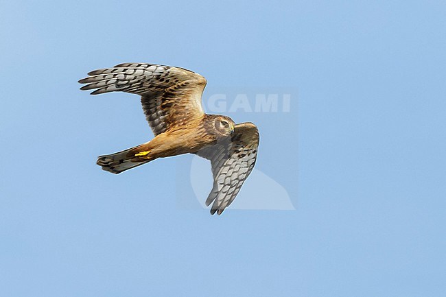 Immature Northern Harrier (Circus hudsonius) in flight during autumn in Texas, USA. stock-image by Agami/Brian E Small,