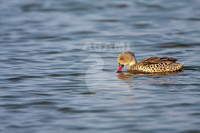 Cape Teal (Anas capensis) swimming in lake at Walvis bay in Namibia. stock-image by Agami/Oscar Díez,